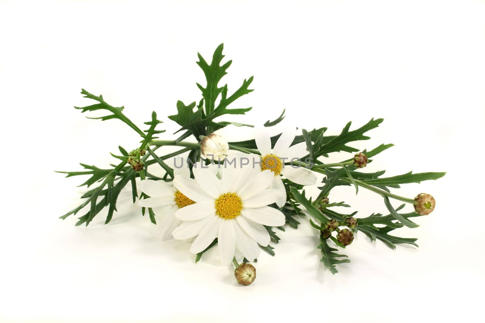 some stems of daisies against a light background