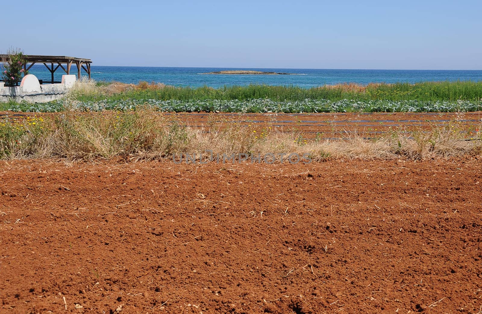 Field in Crete