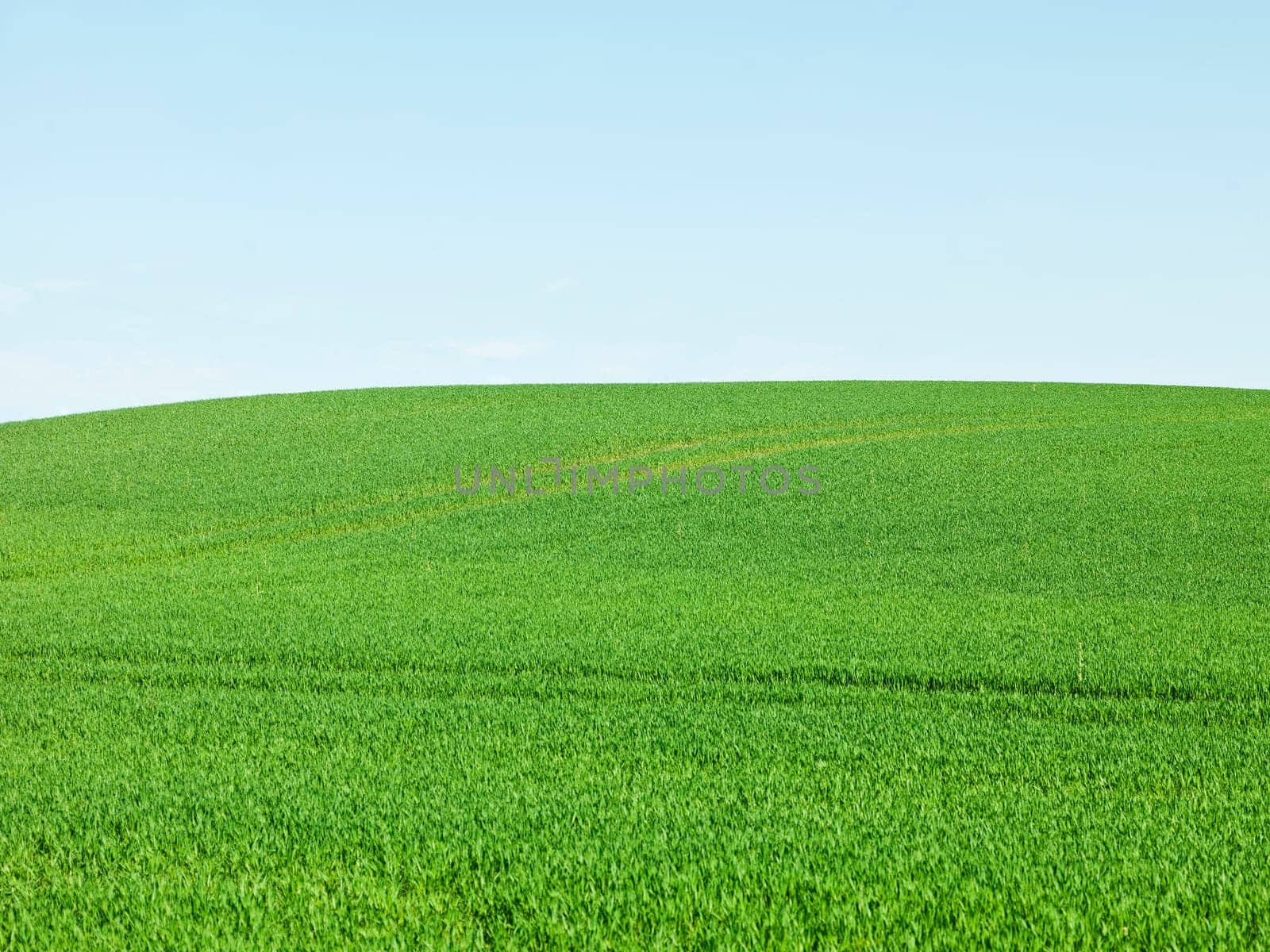 Green Field and blue sky on a summer day