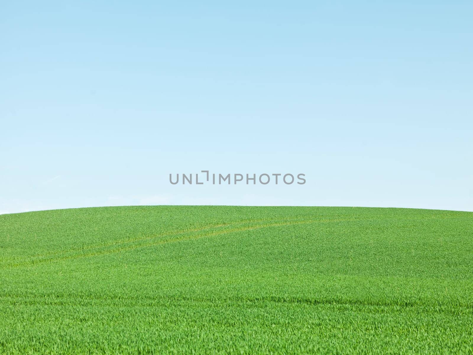 Green Field and blue sky on a summer day