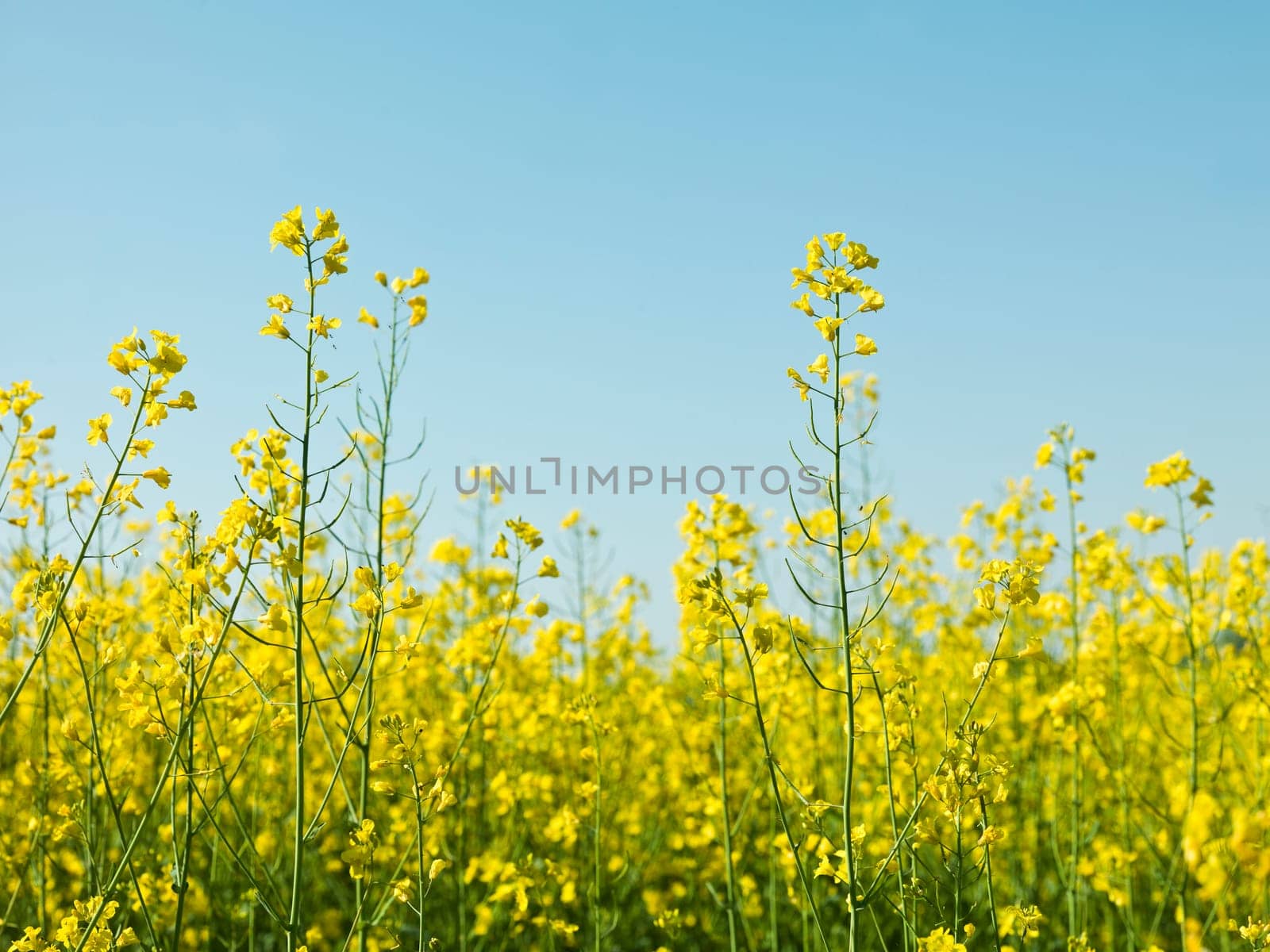Oilseed Rape in front of blue sky