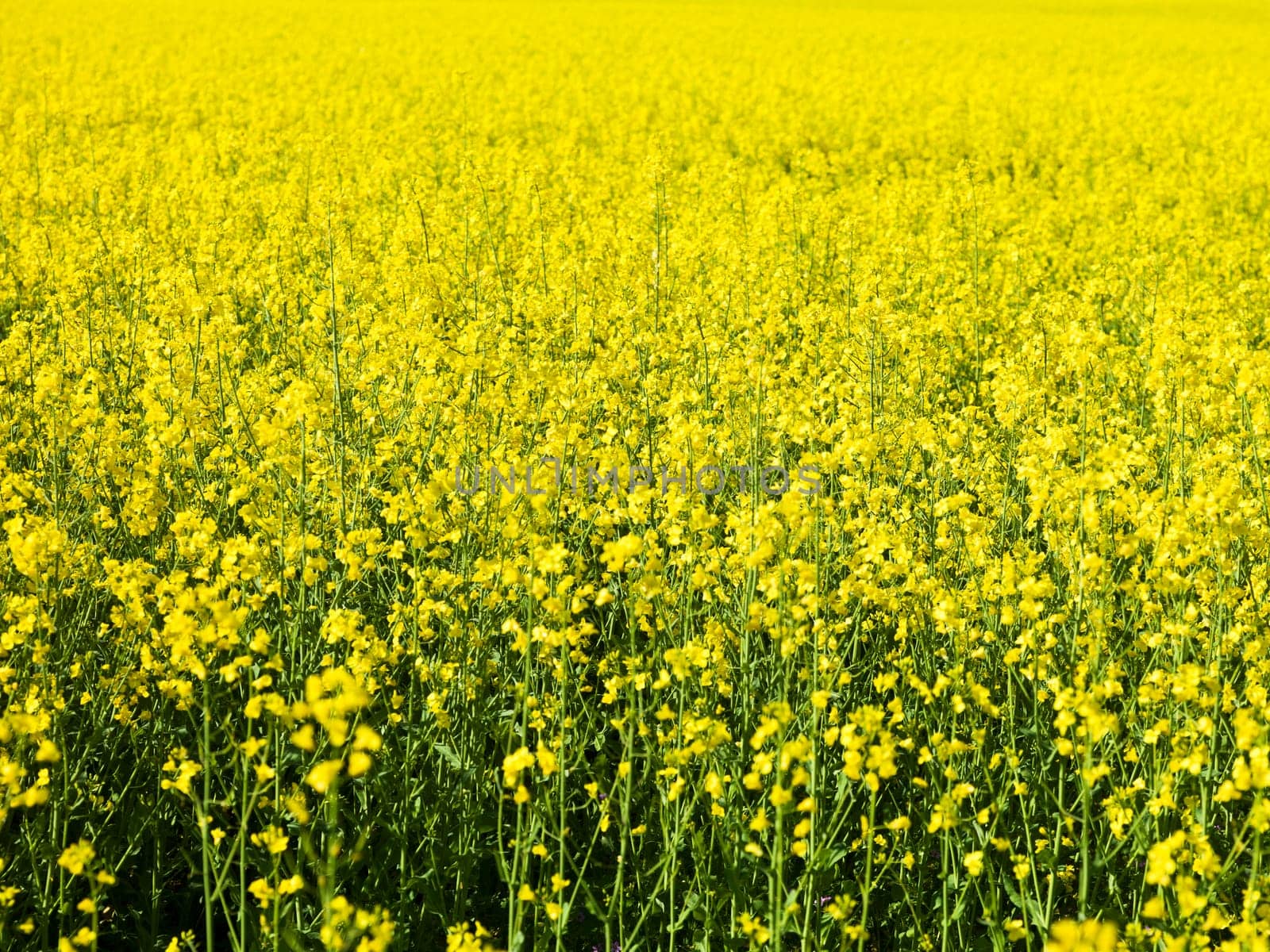Full Frame of Oilseed Rape