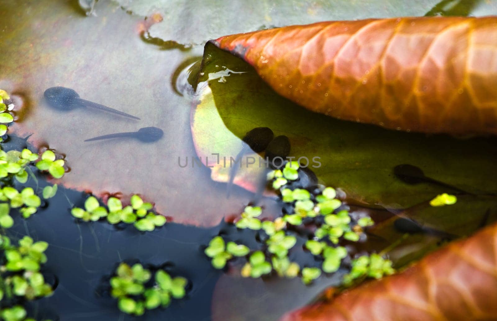 Waterlily leaves in spring and tad-poles warming up in the sun