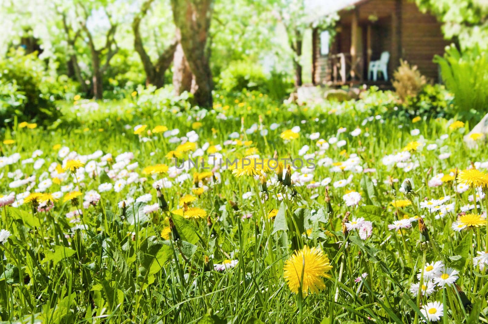 lawn with flowers in the garden