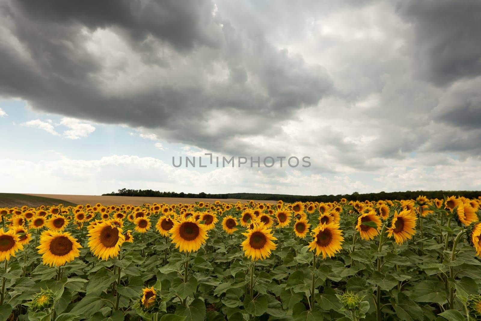 Field with sunflowers
