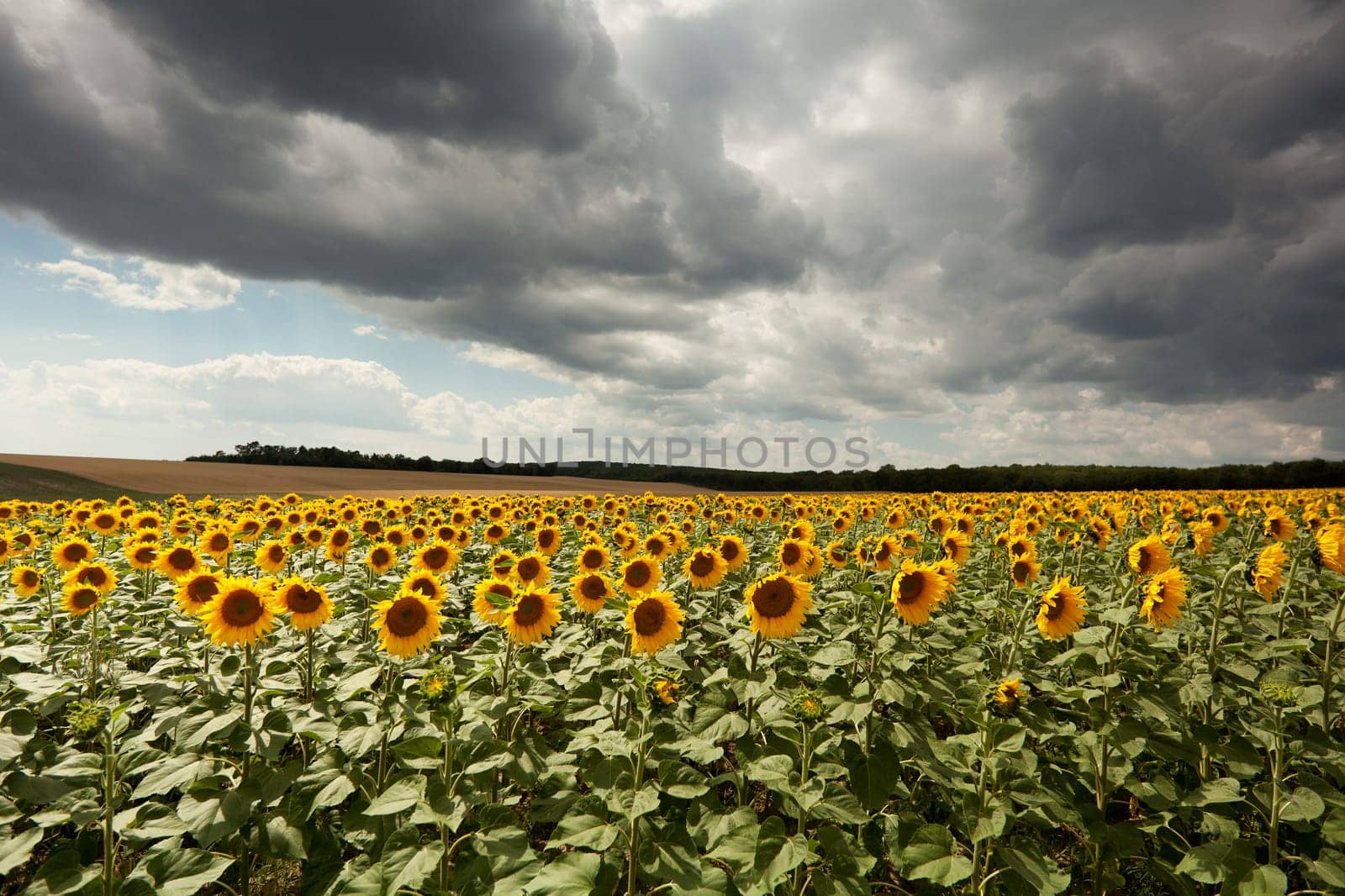 Field with sunflowers