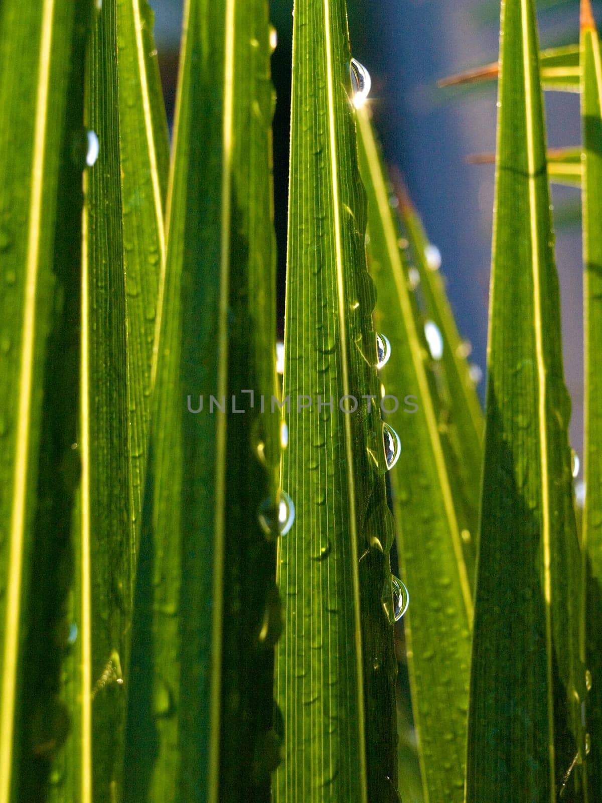 Closeup of sparkling waterdrops on green grass