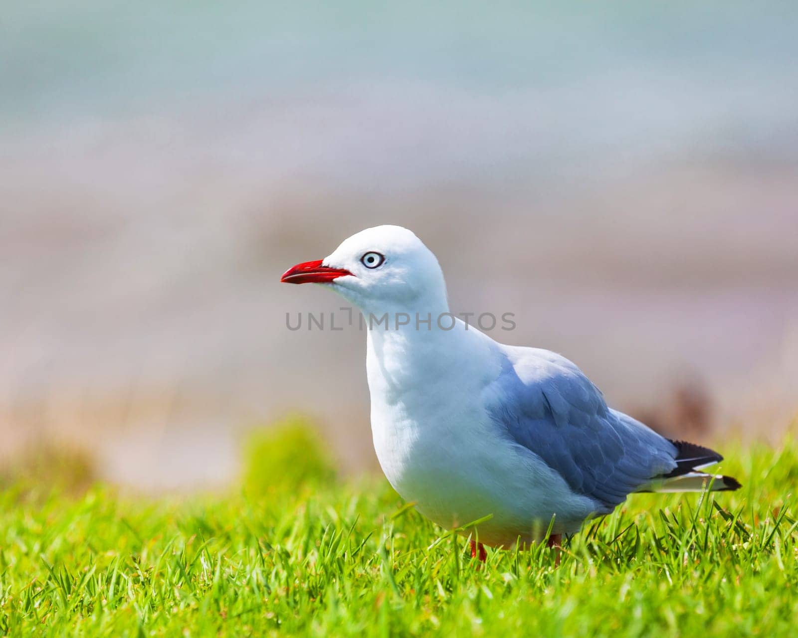 Wildlife photo of a cute seagull