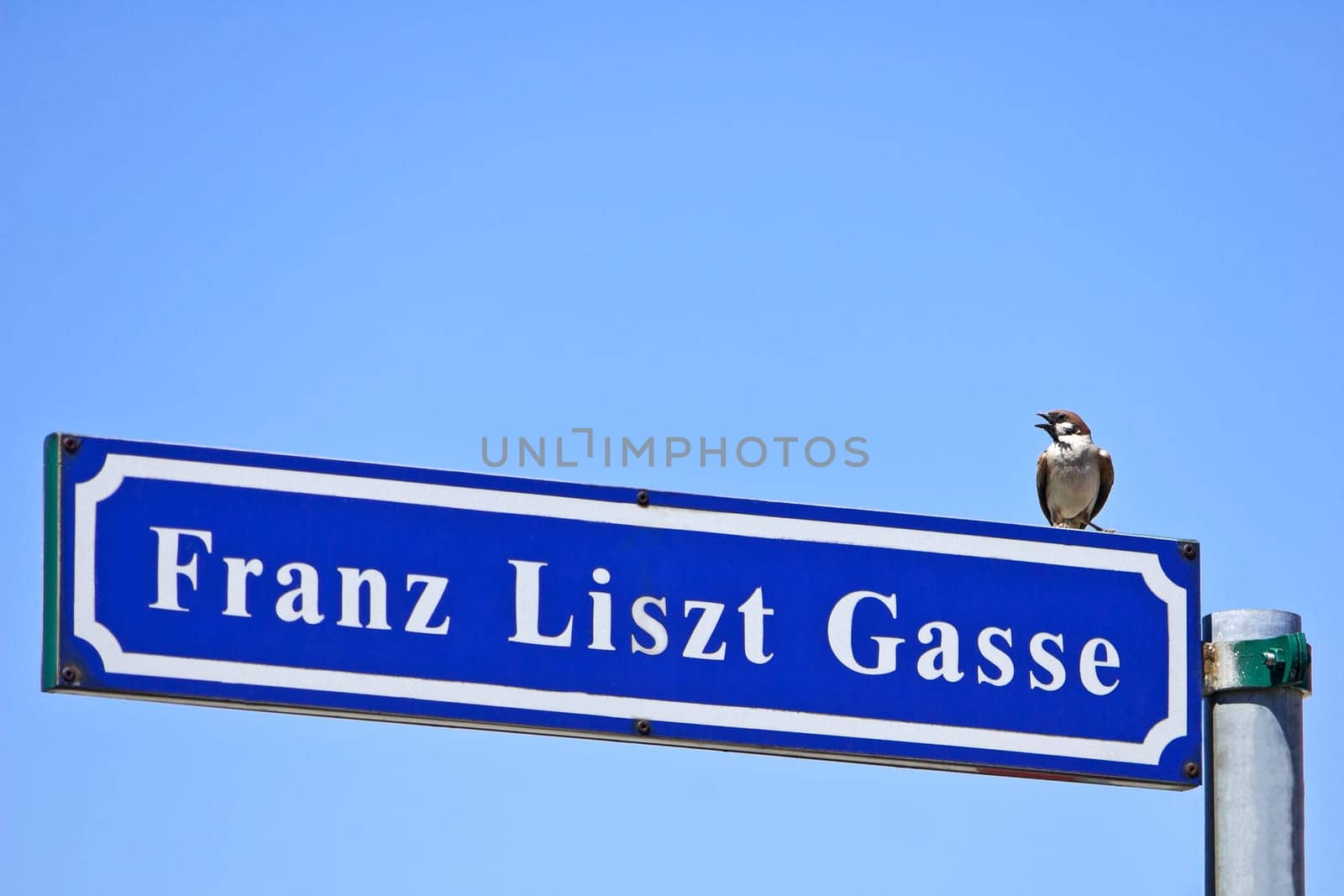 Bird Shield Liszt