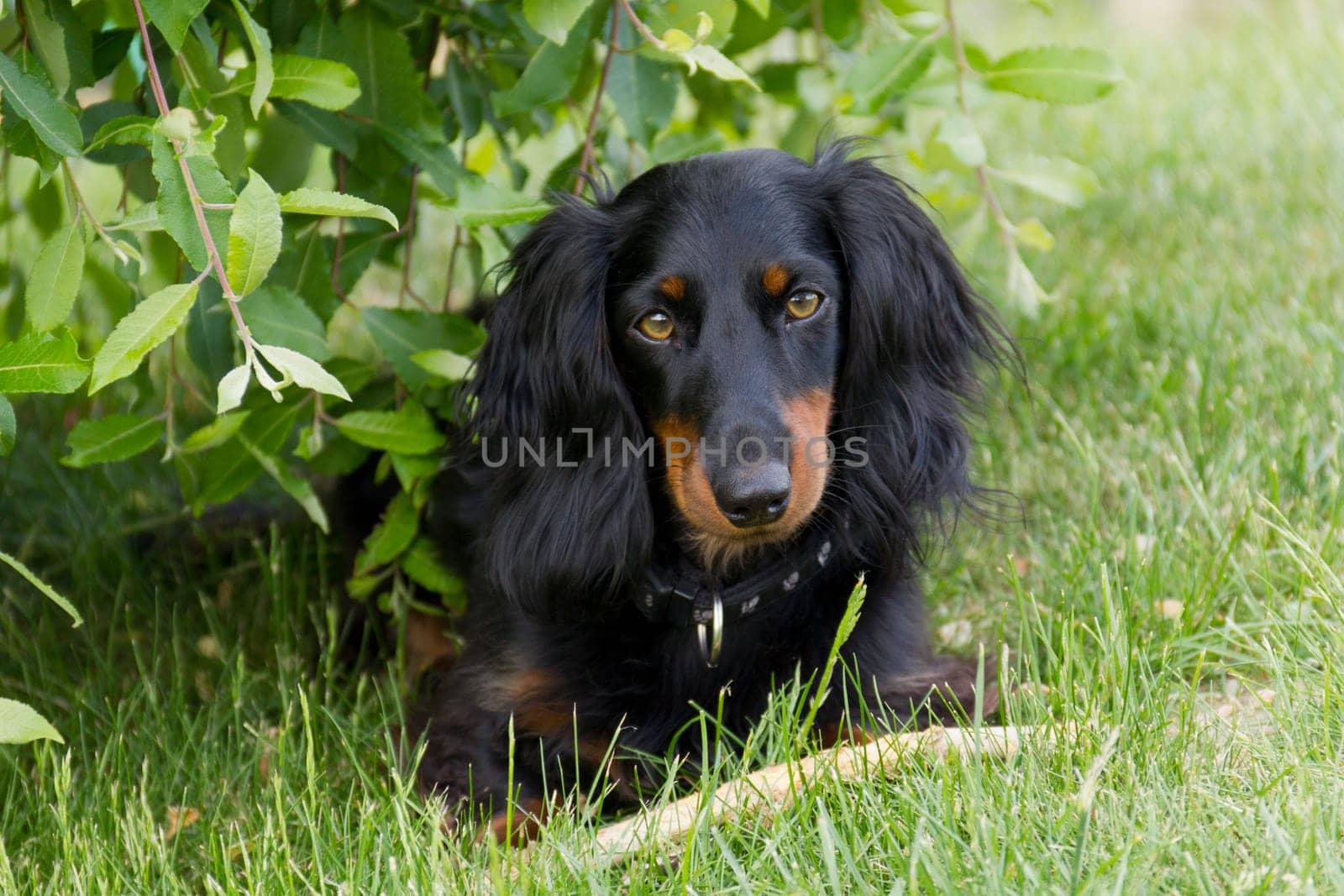 Long-haired dachshund sitting in the meadow