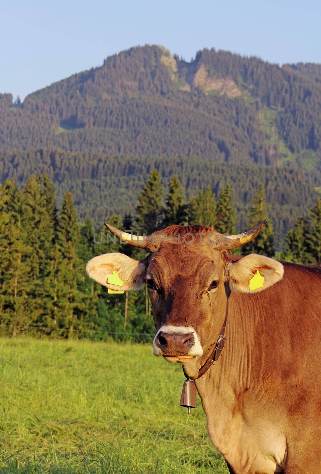 Young cattle with horns and bell in the Allgäu