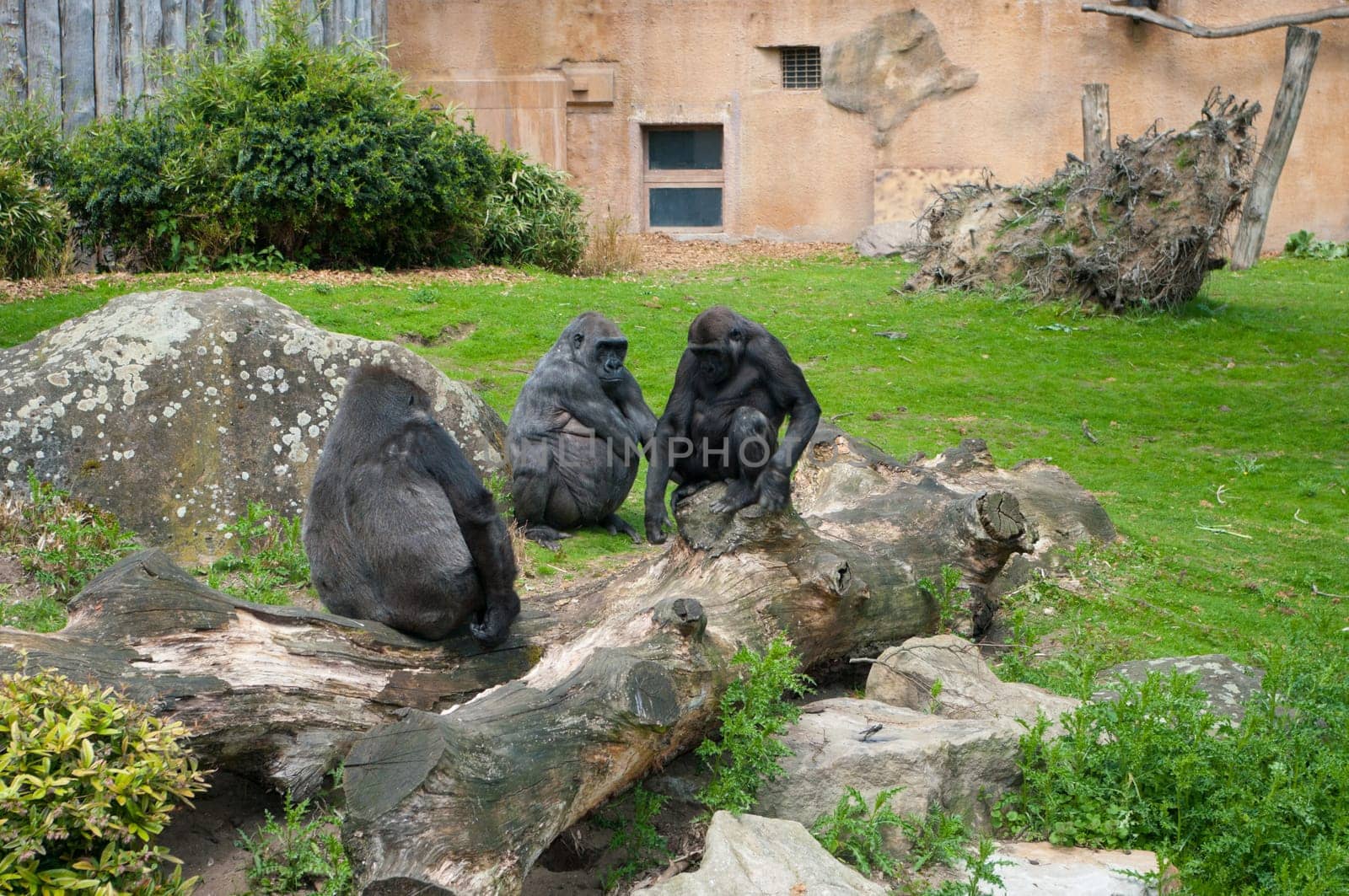 several gorillas sitting on a rock in the Munster zoo in Germany