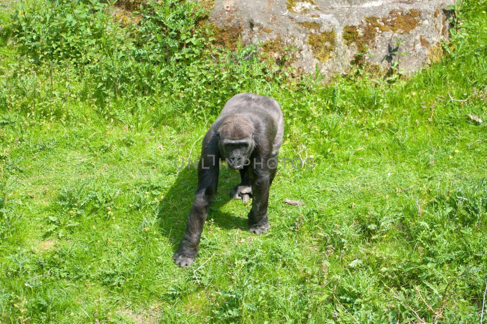 young gorilla monkey in the Munster zoo in Germany