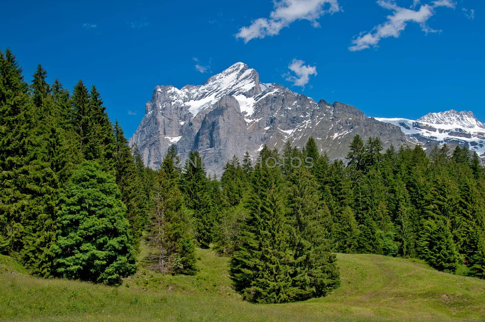 Wetterhorn