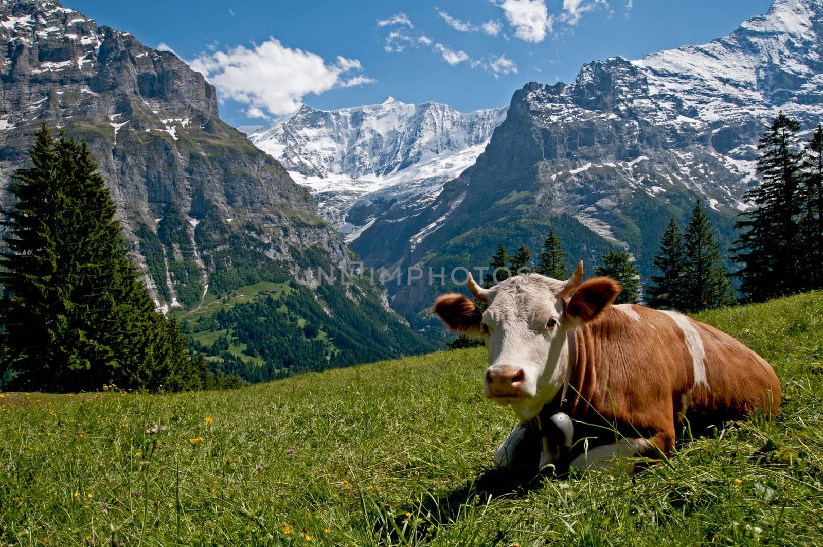 Cow in front of the Fiescherhörnern