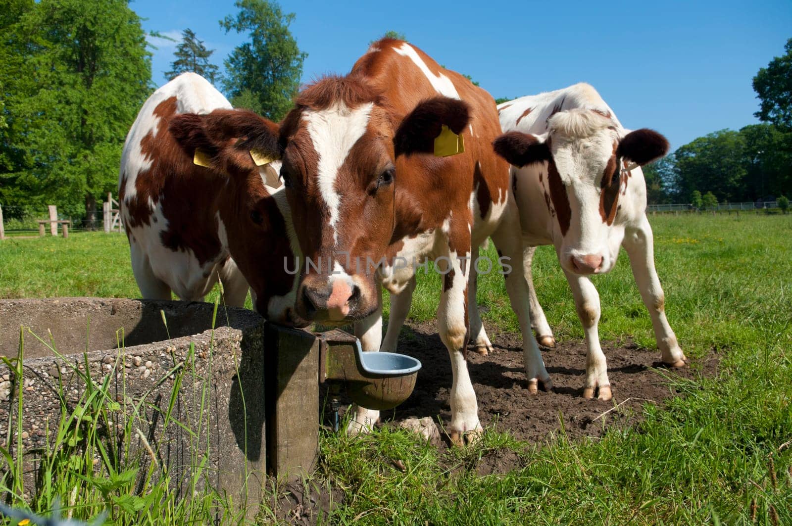 young red frisian cows around a drinking point