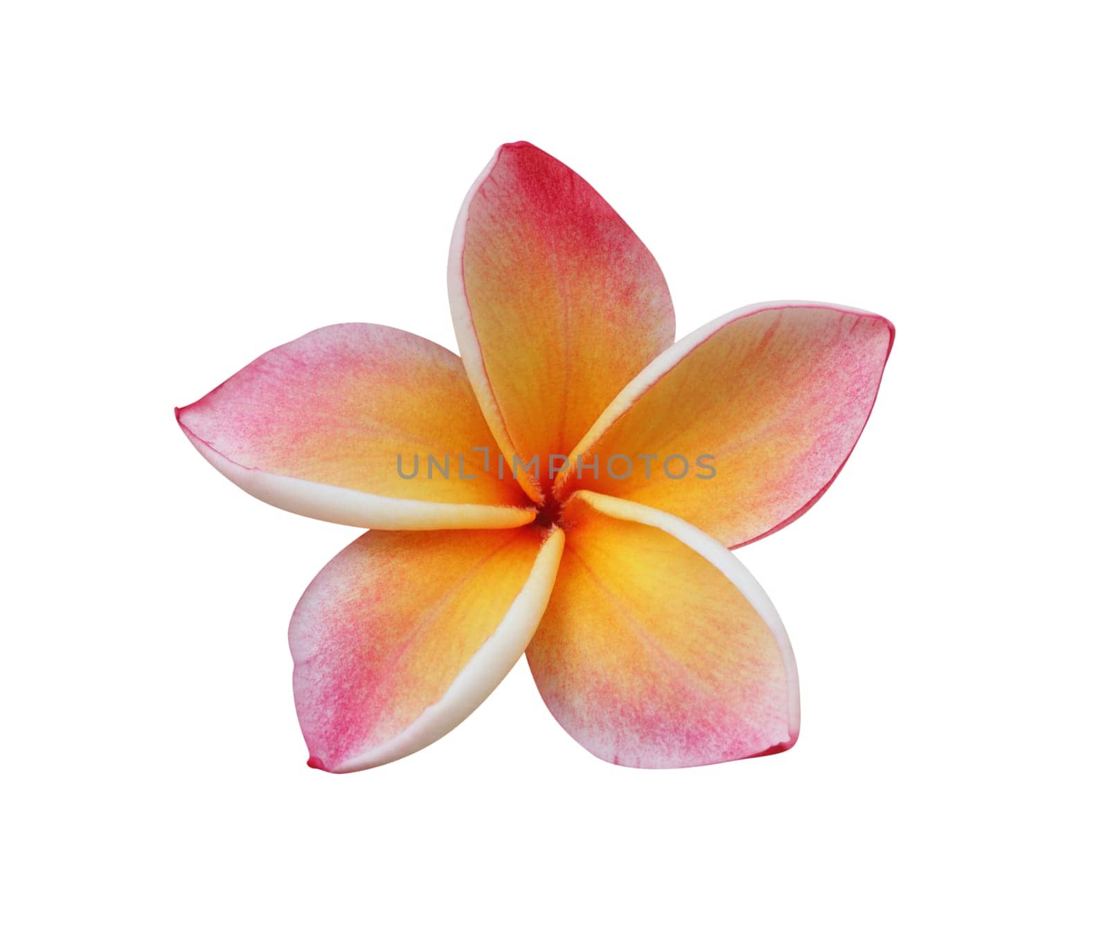 Frangipani (plumeria) flower isolated on white – clipping path included