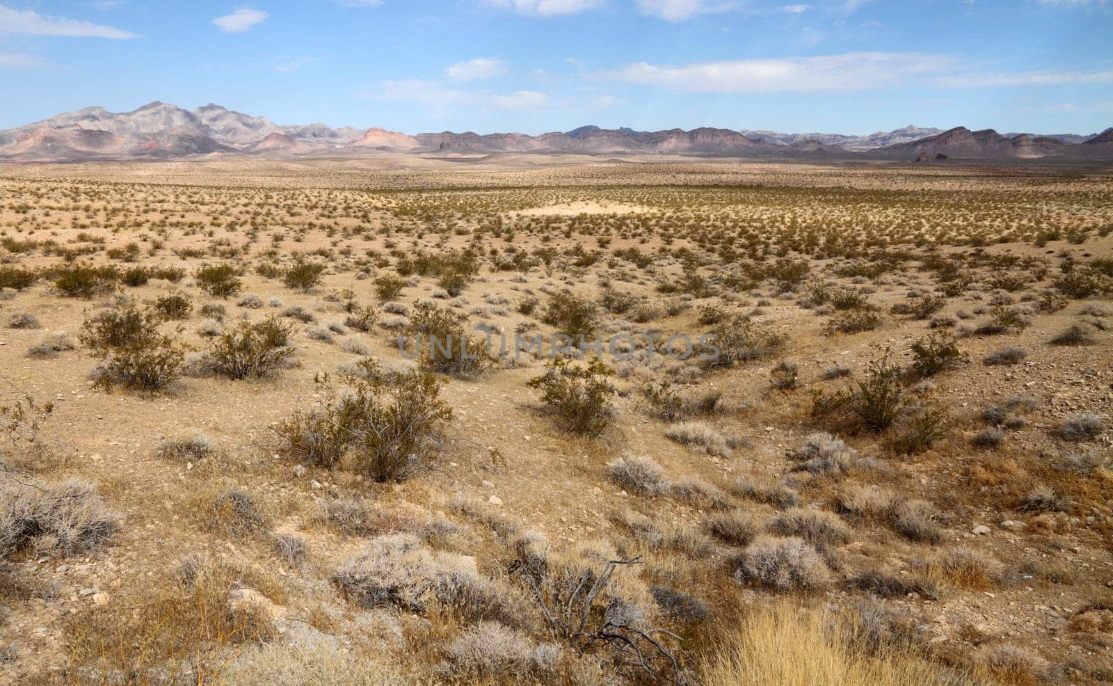 Desert landscape (Mojave desert)