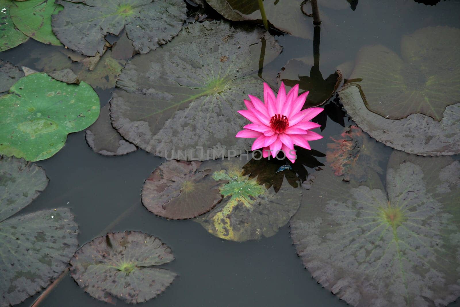 Beautiful, lone lotus with broad floating leaves