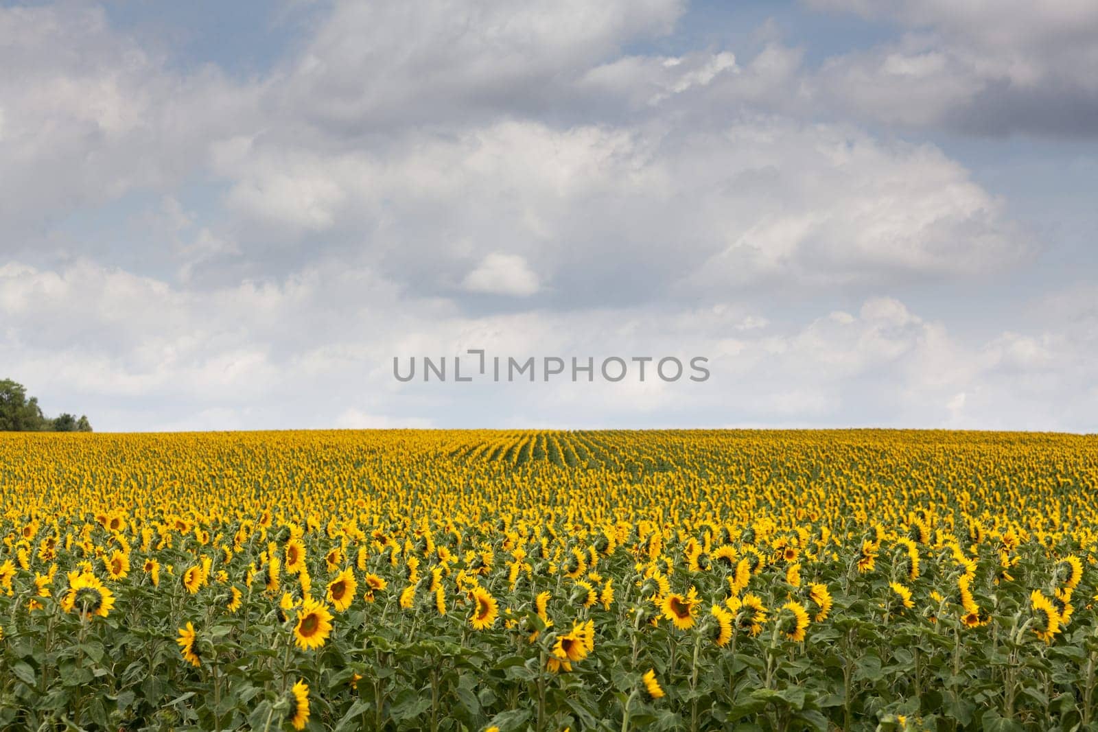 Sunflowers,agricultural field with yellow crop