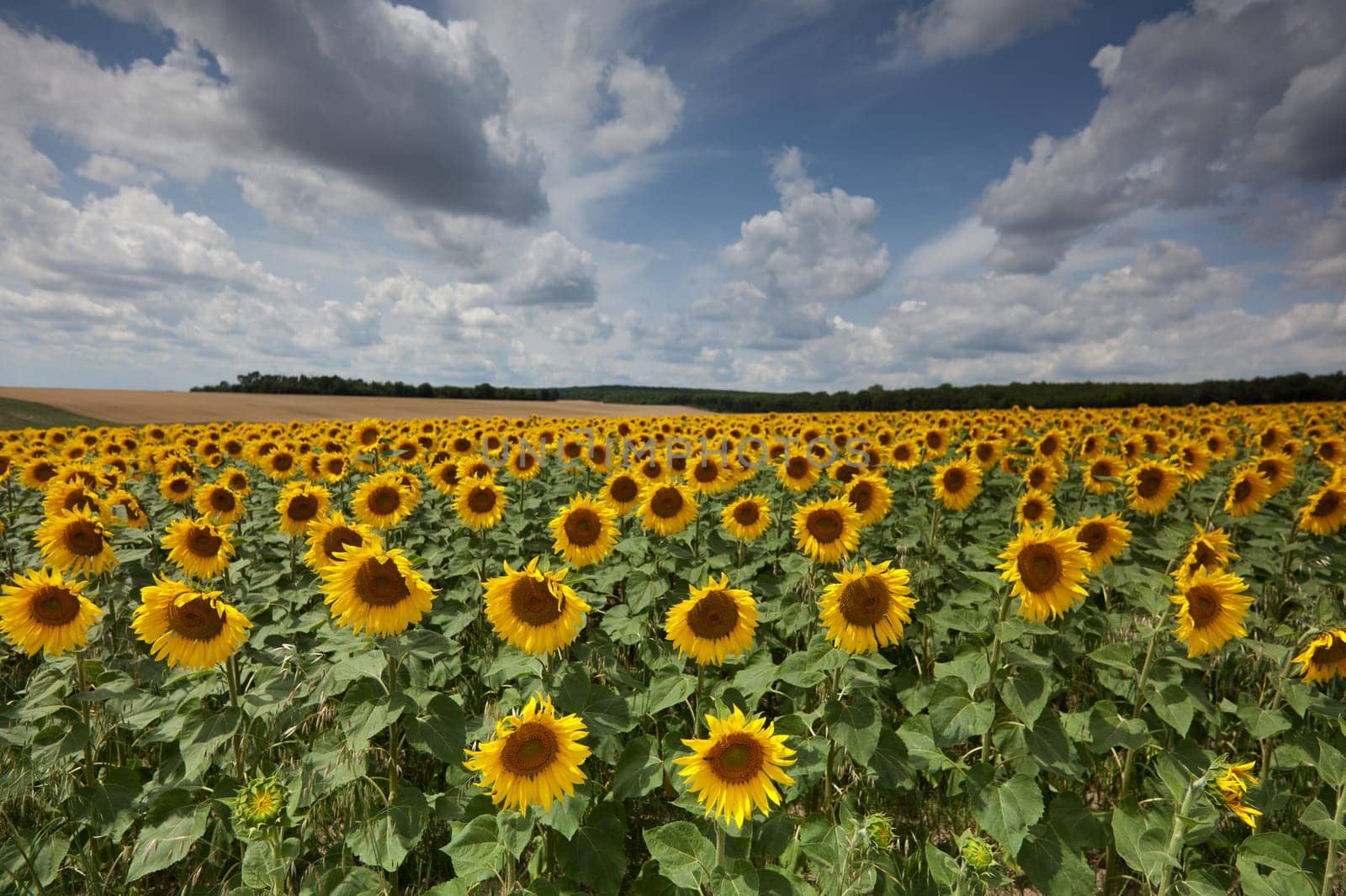 Sunflowers,agricultural field with yellow crop