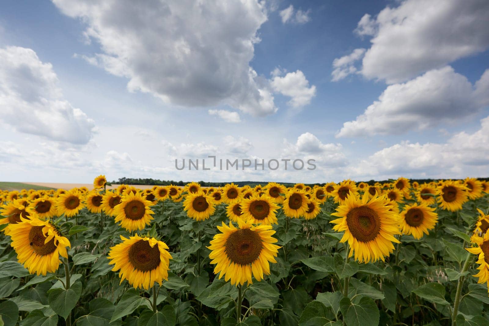 Sunflowers,agricultural field with yellow crop