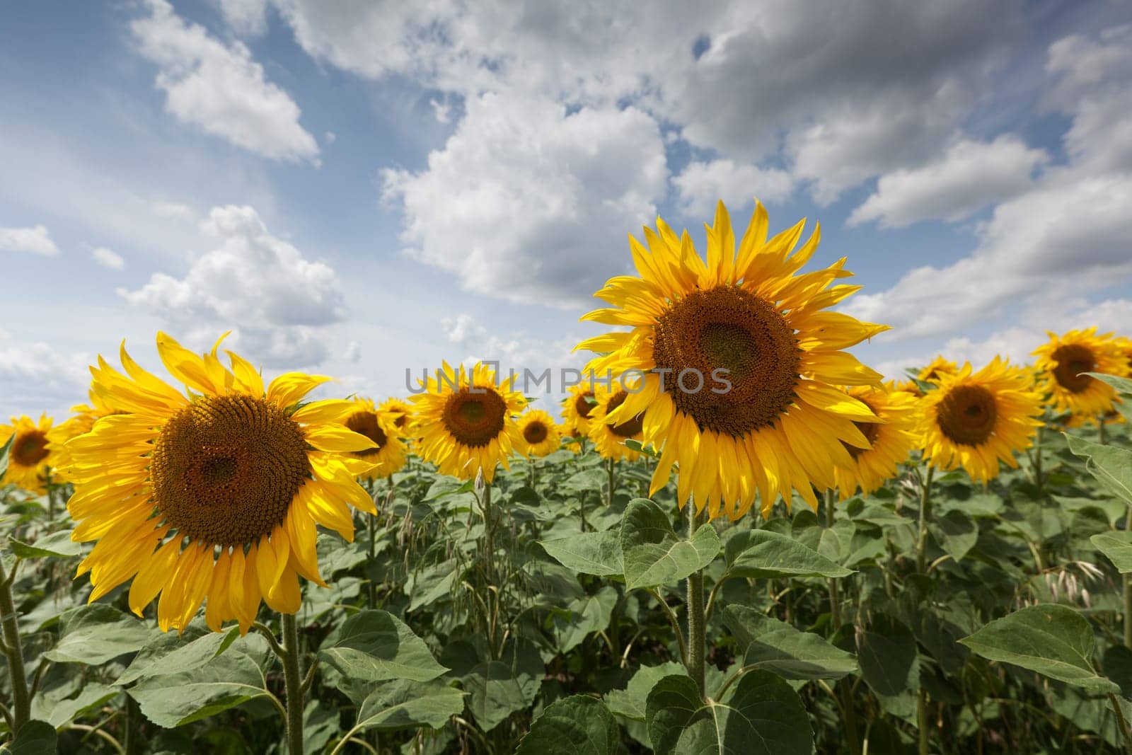 Sunflowers,agricultural field with yellow crop