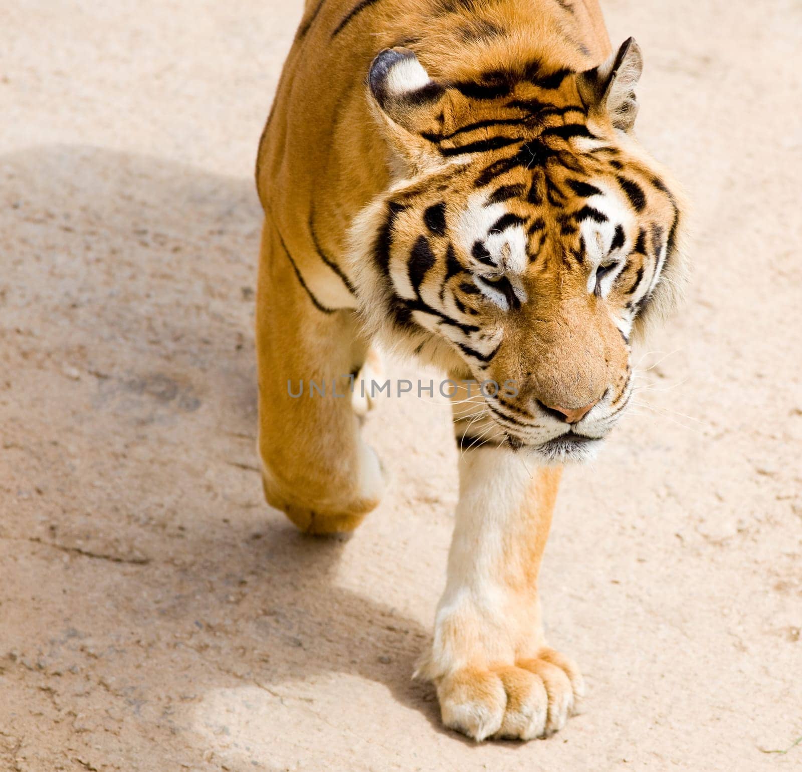 image of a tiger, the biggest feline in the nature