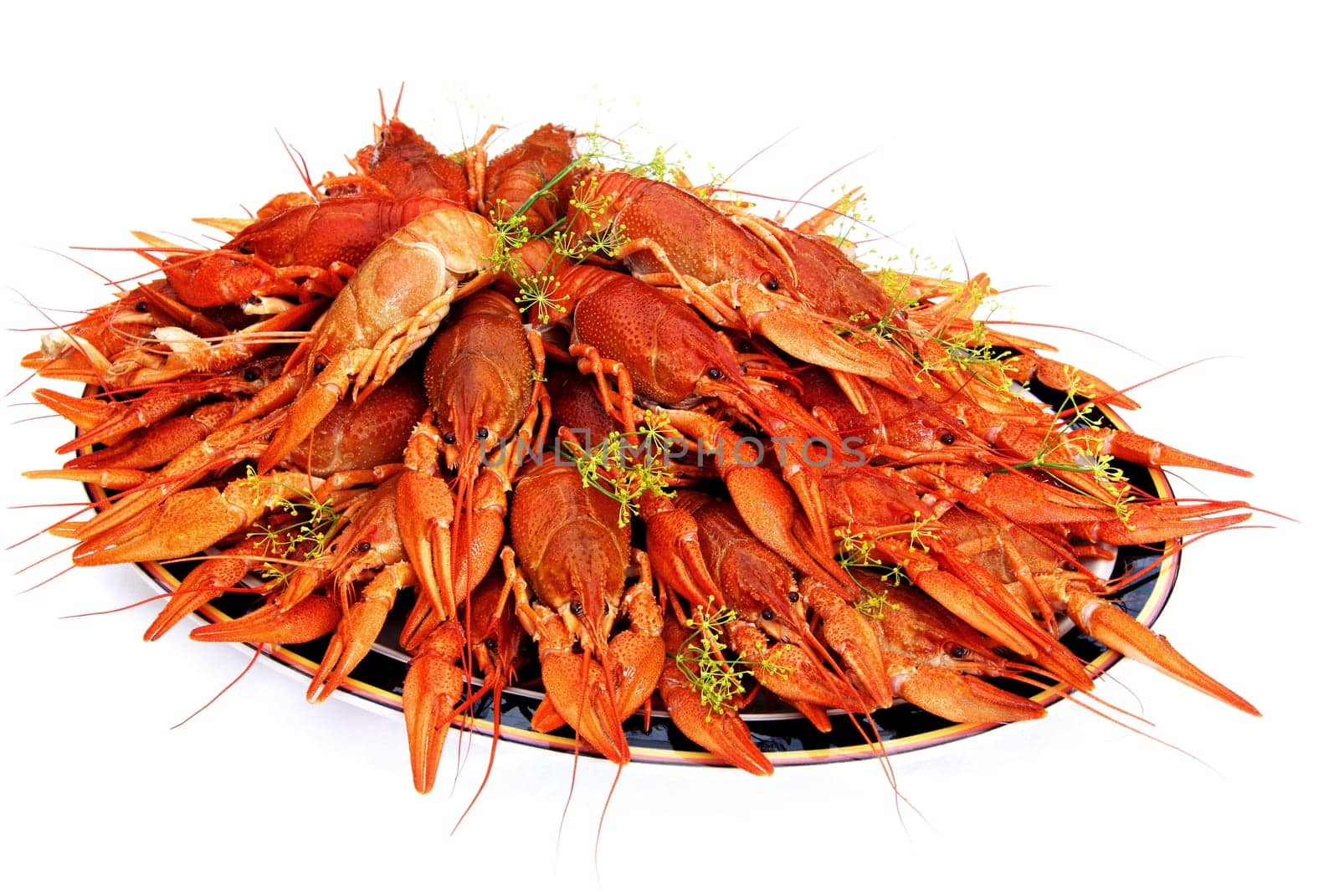 It&#039 s a Swedish tradition to eat dill cooked crayfish in August.