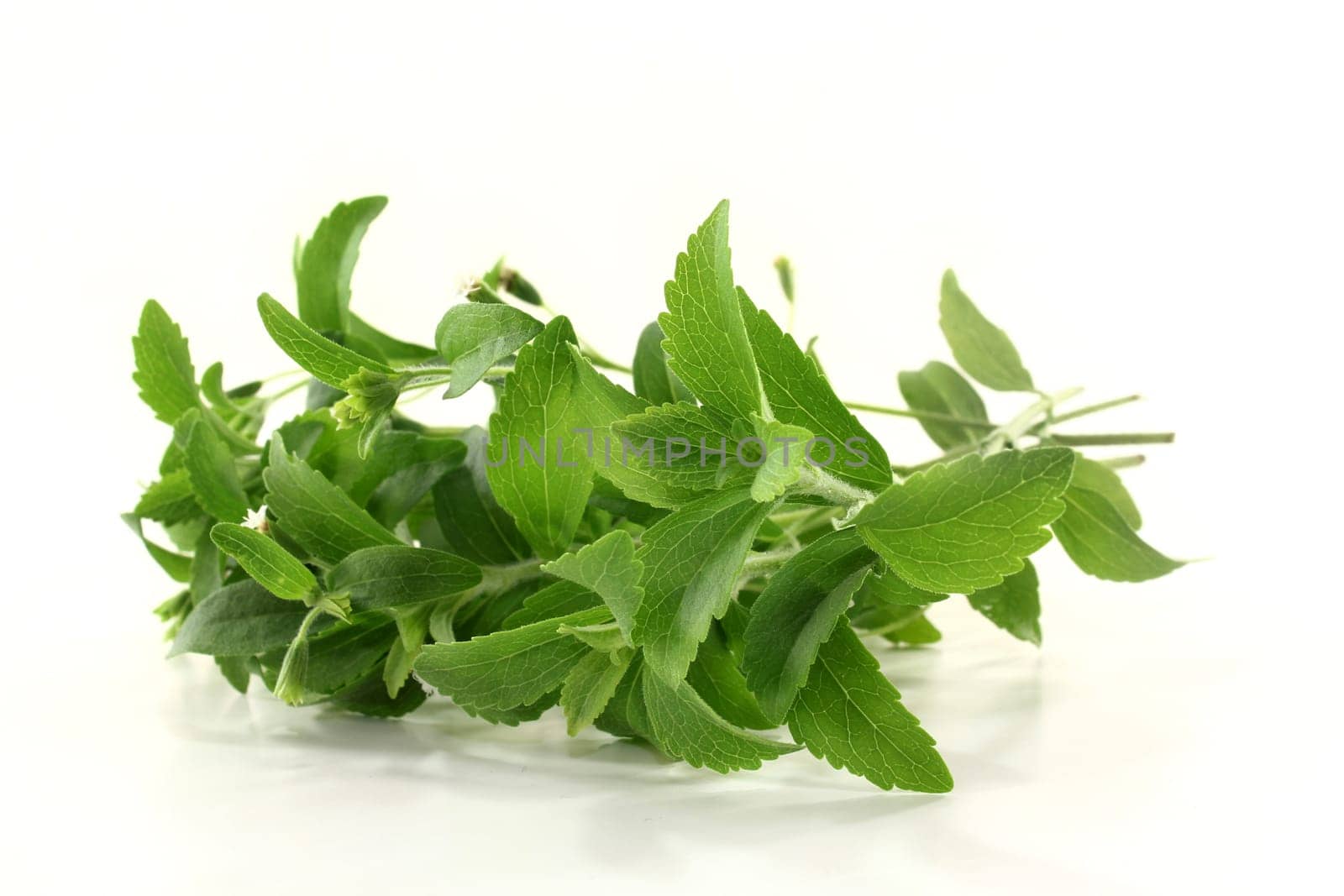 Some stems of stevia against white background