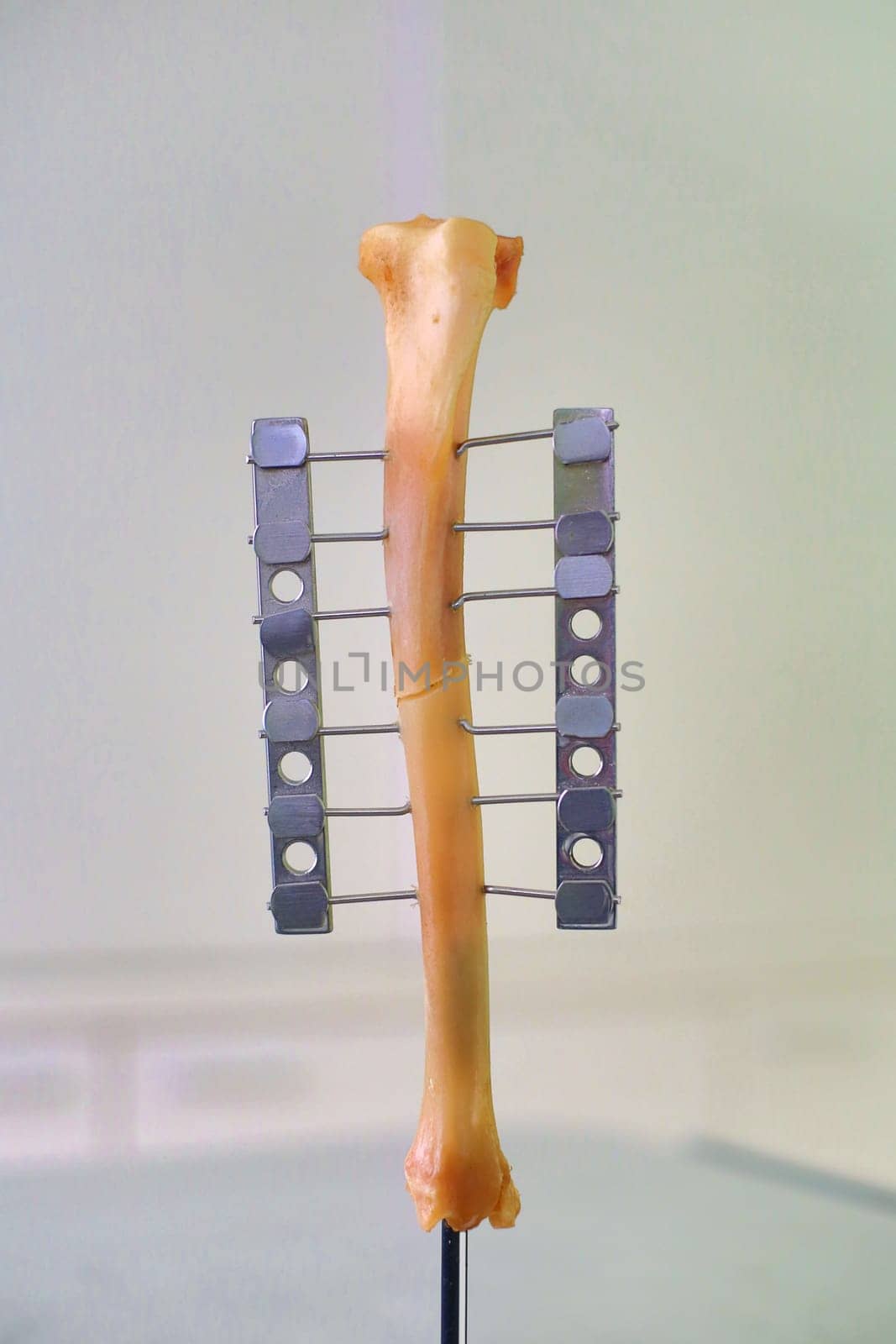 Human leg or hand bone as laboratory object