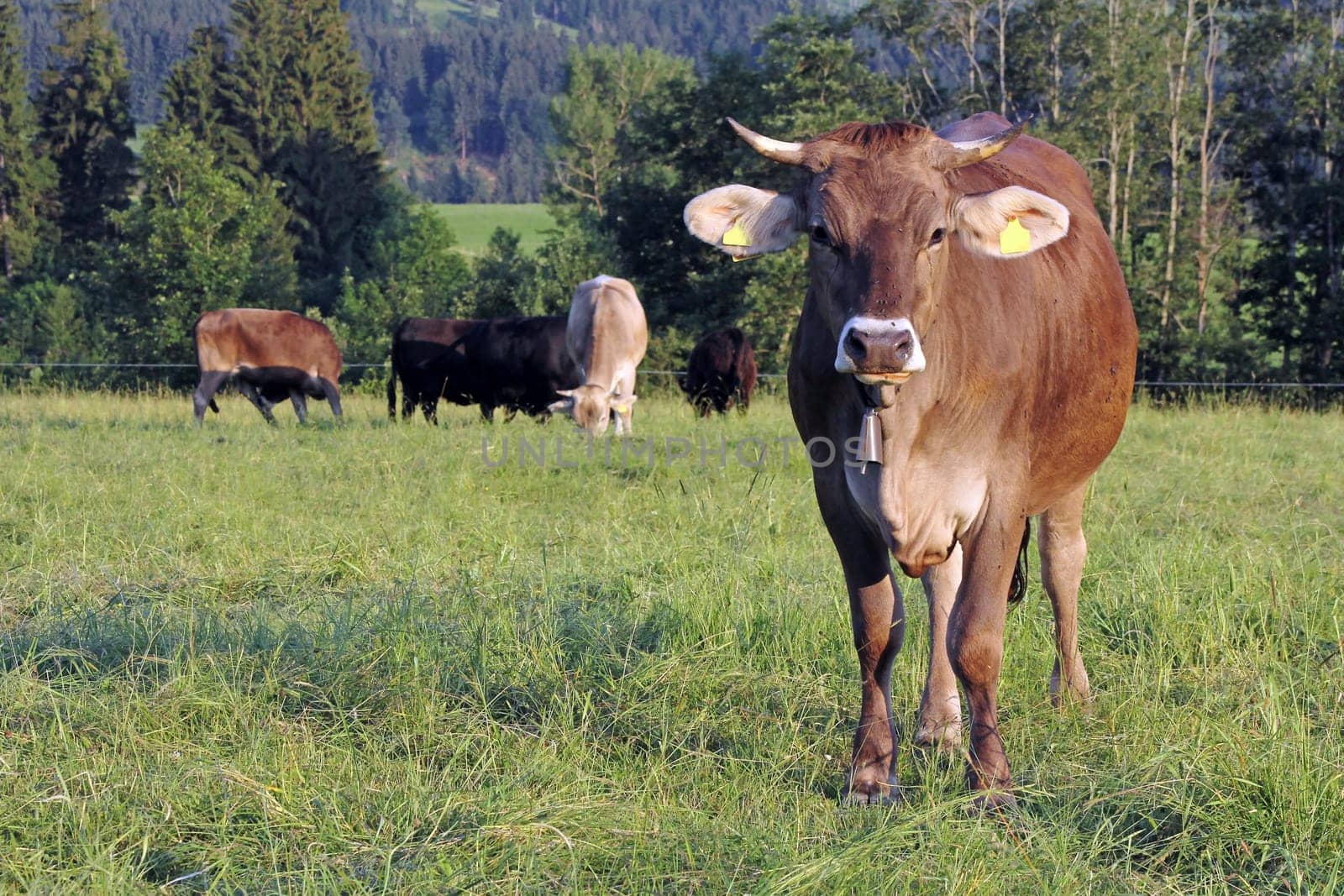 Brown cattle on an Allgäu pasture