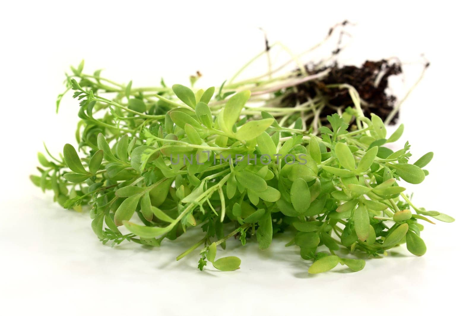fresh garden cress against a white background