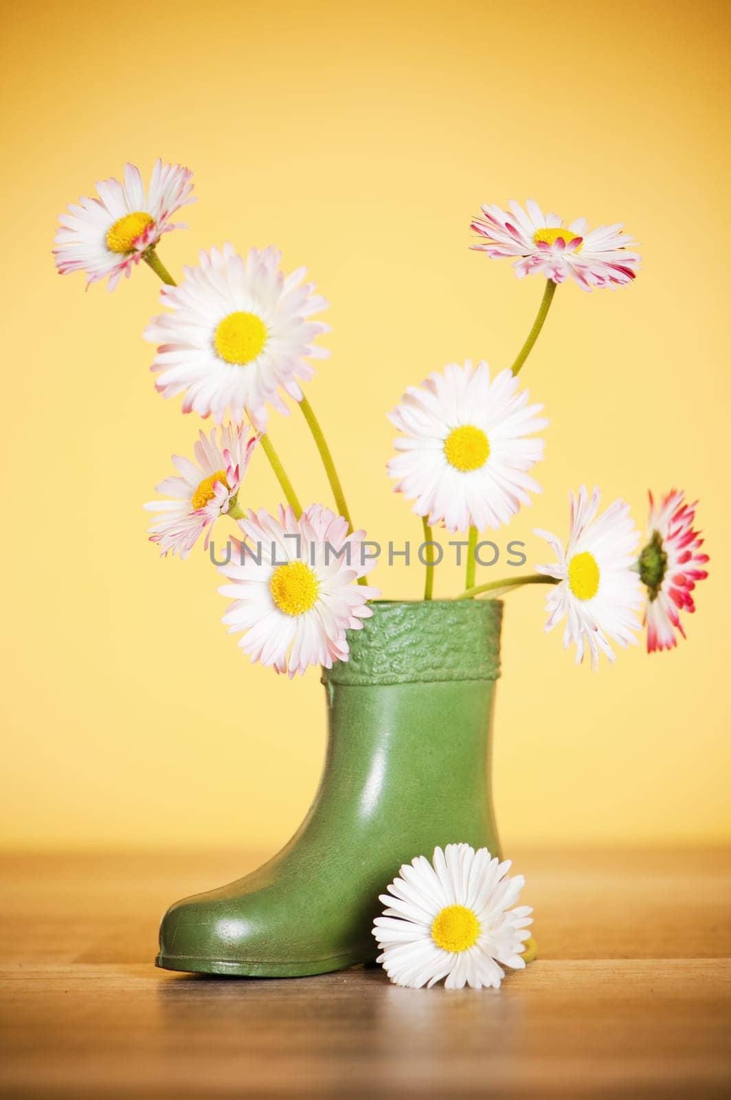 Bouquet of daisies in a boot
