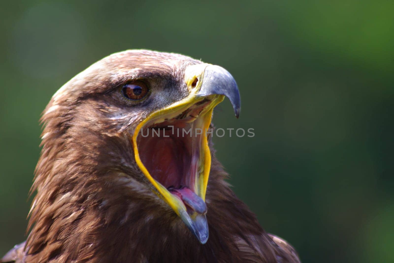 Golden Eagle (Aquila chrysaetos)