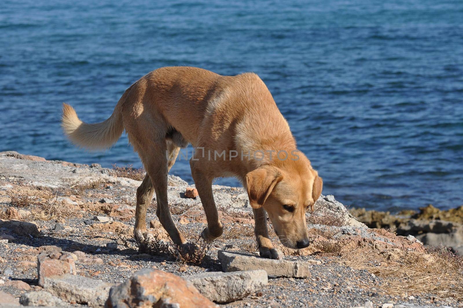 stray dog