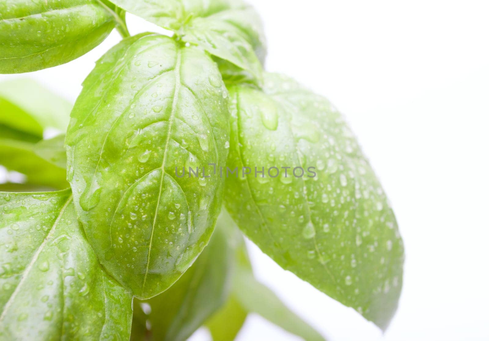 Leafs of Green Fresh Basil on White Background