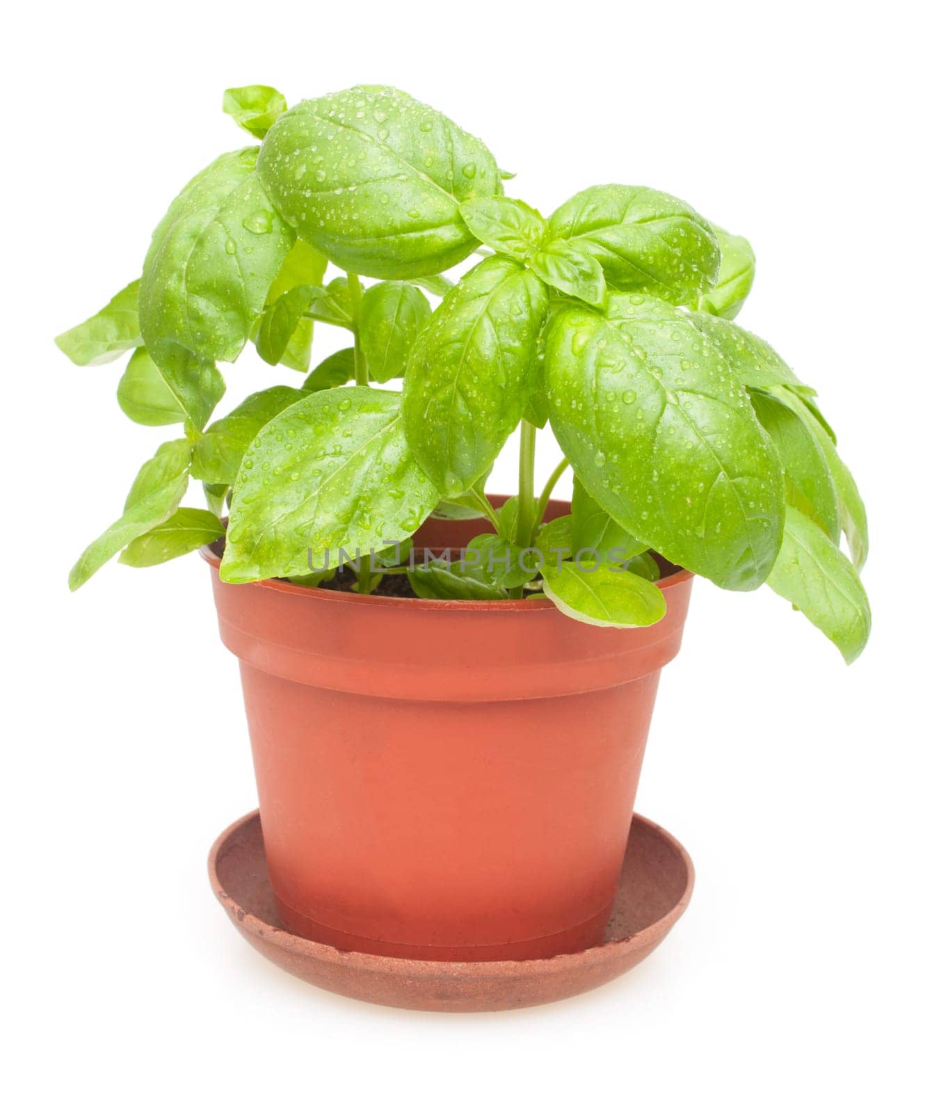 Fresh Green Basil in Pot on White Background