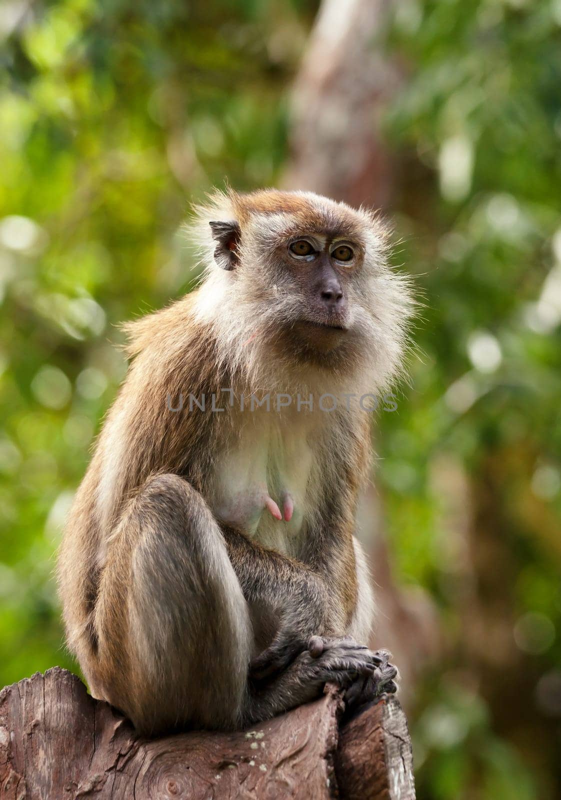a small macaque monkey in penang malaysia