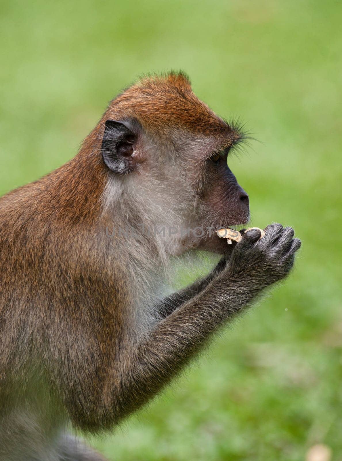 a small macaque monkey in penang malaysia