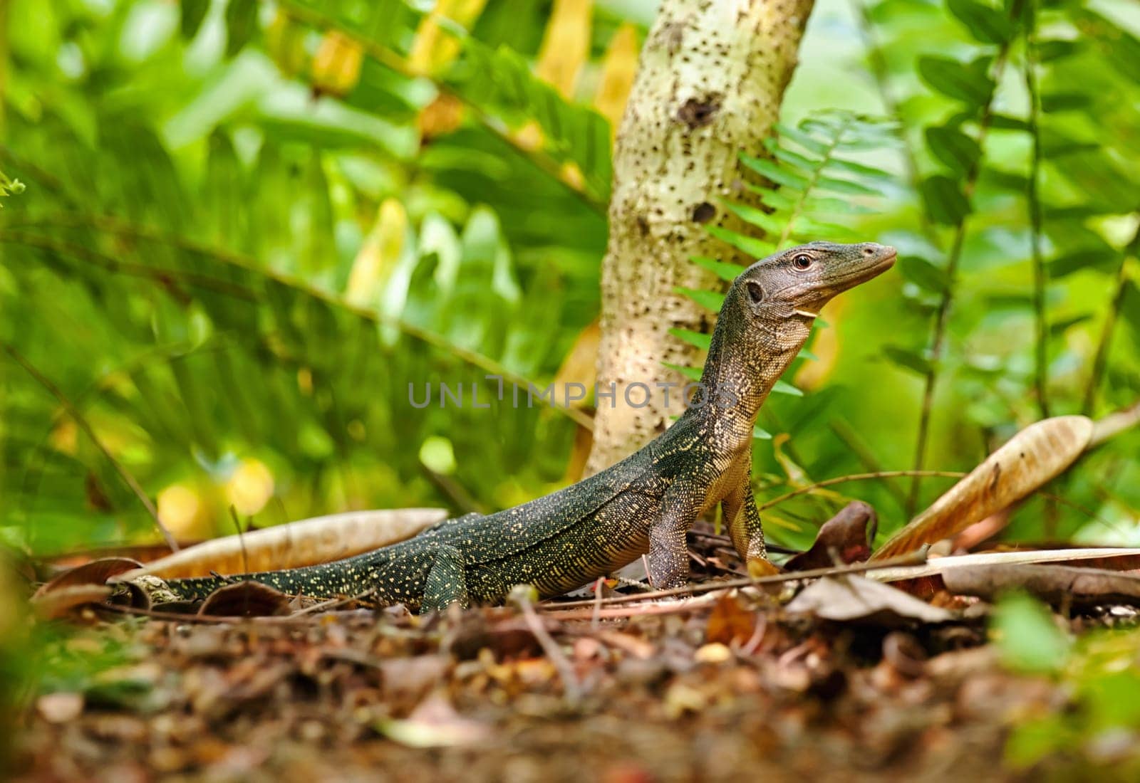 a goanna lizard walks along through the undergrowth