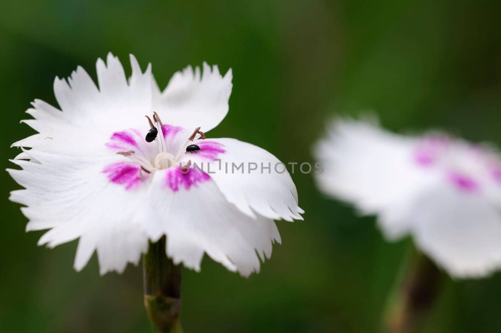 Feather carnation