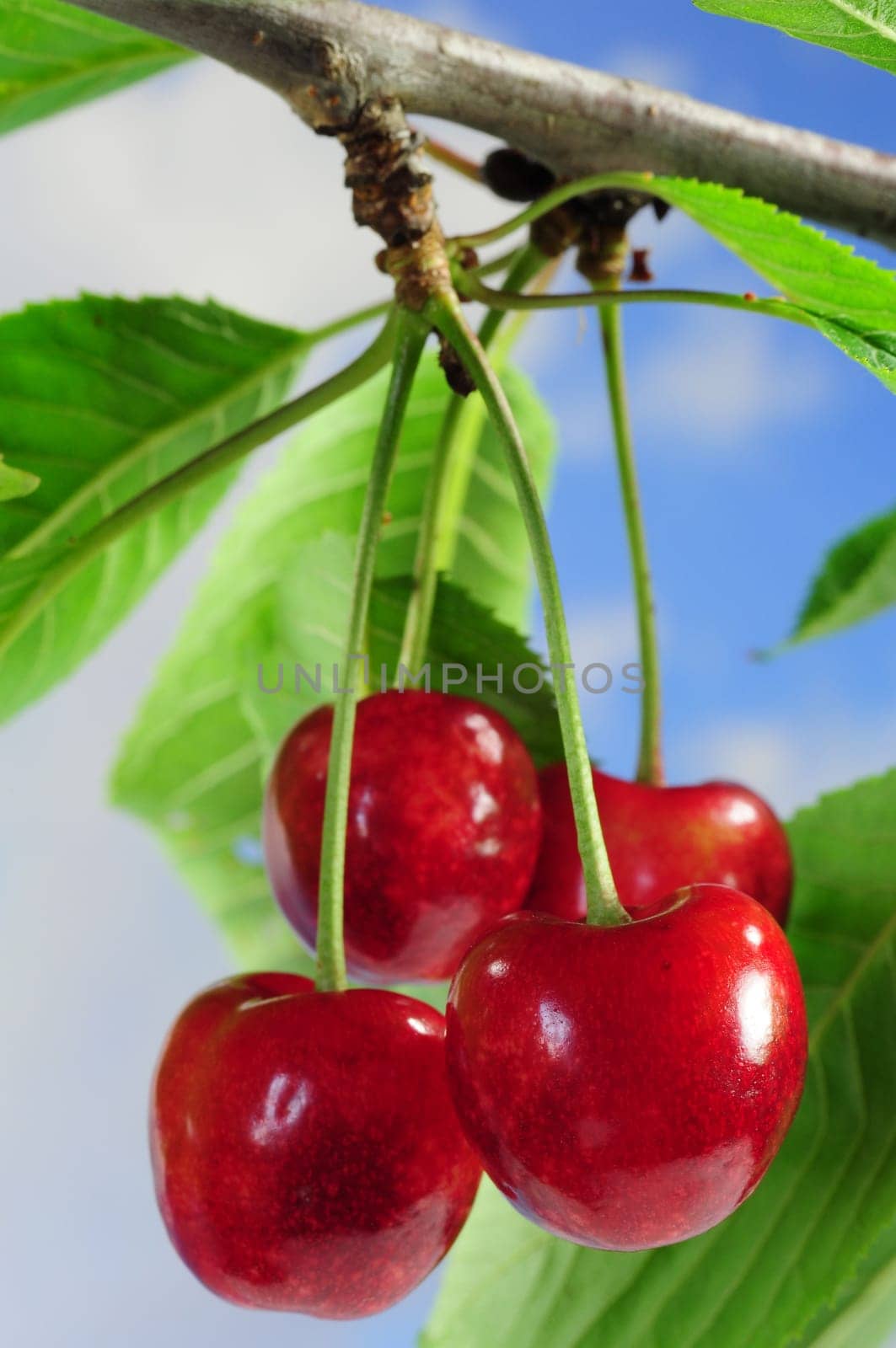 Cherries