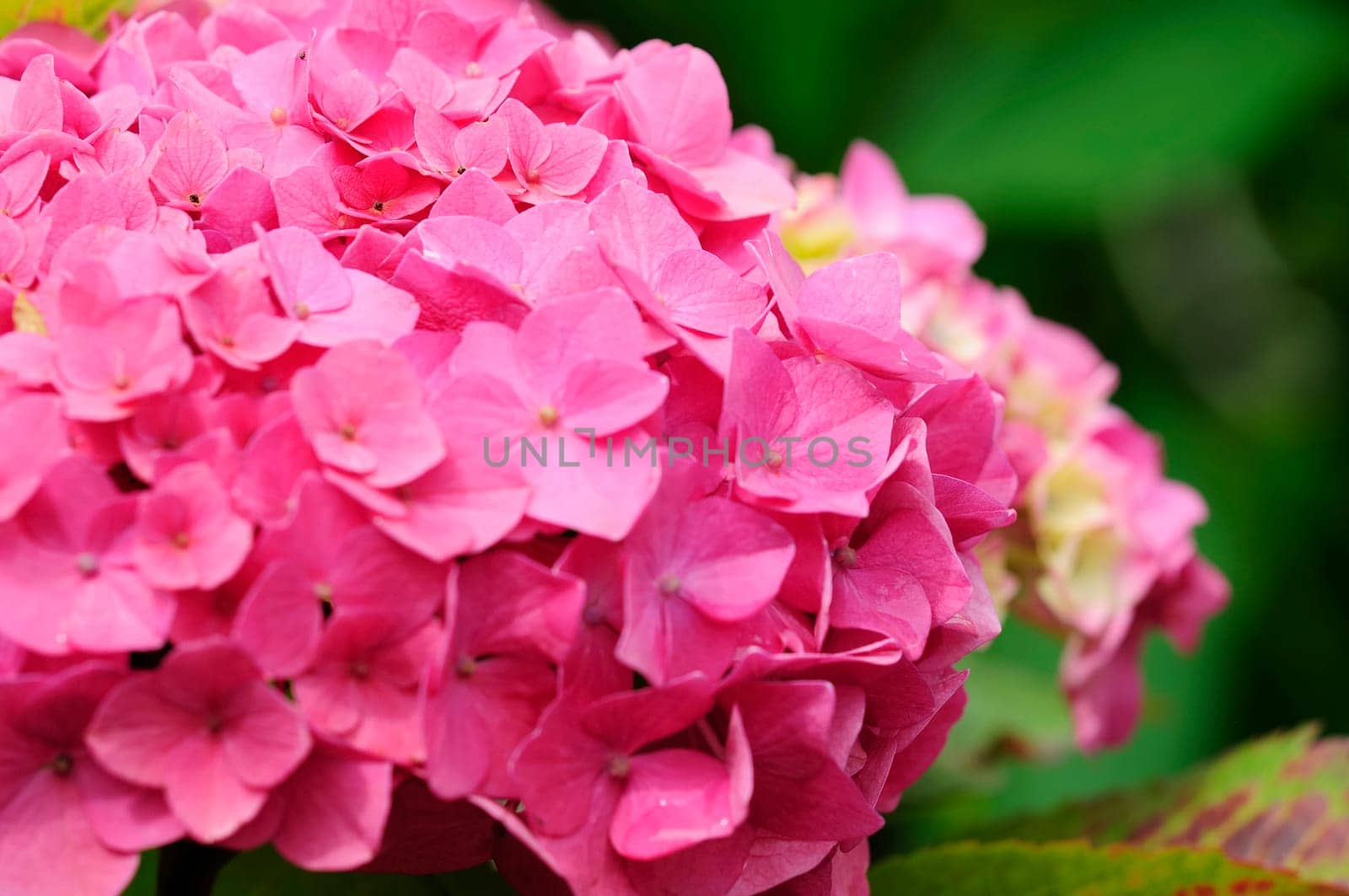 Hydrangeas