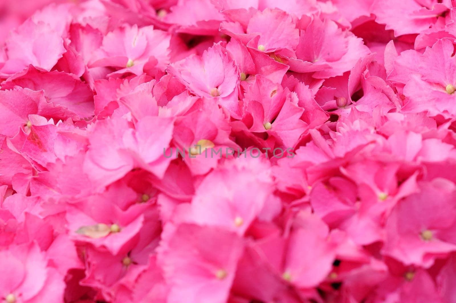 Hydrangeas