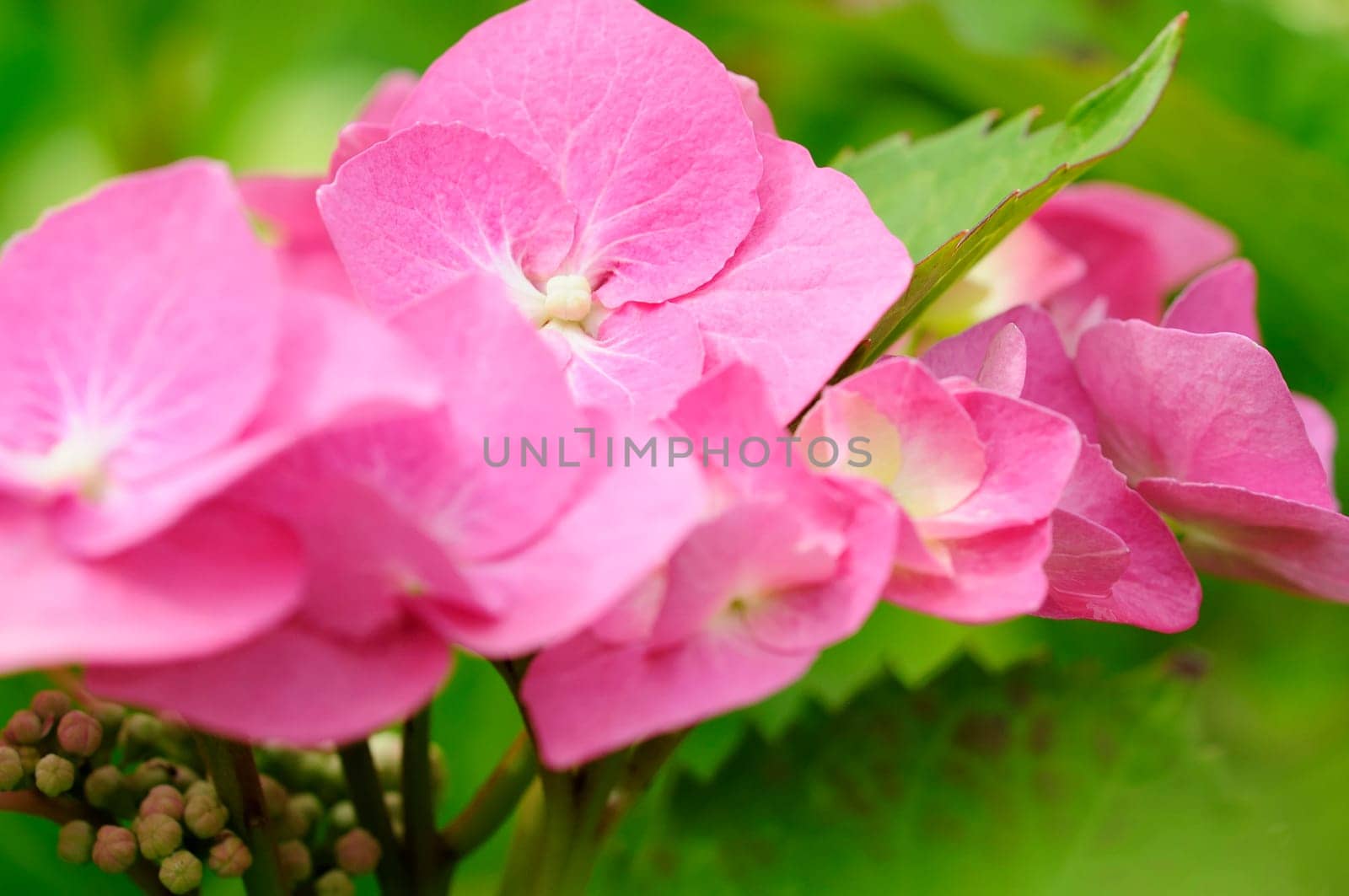 Hydrangeas