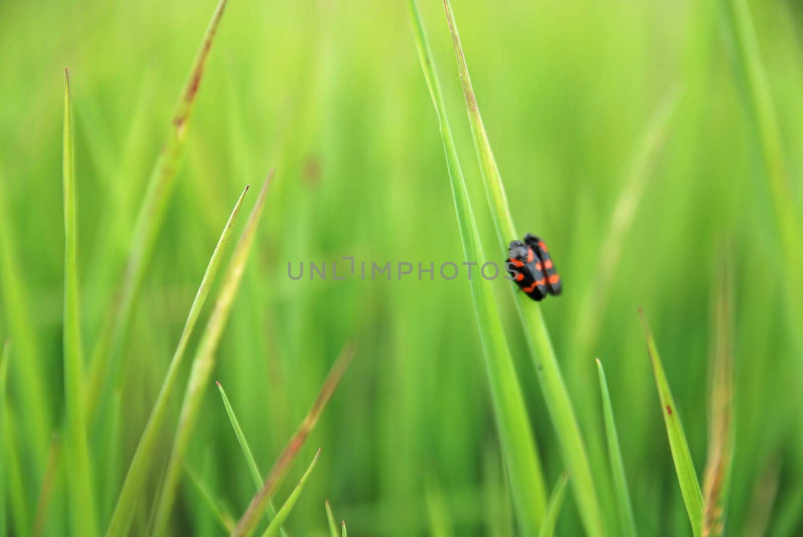 fresh grass with insects