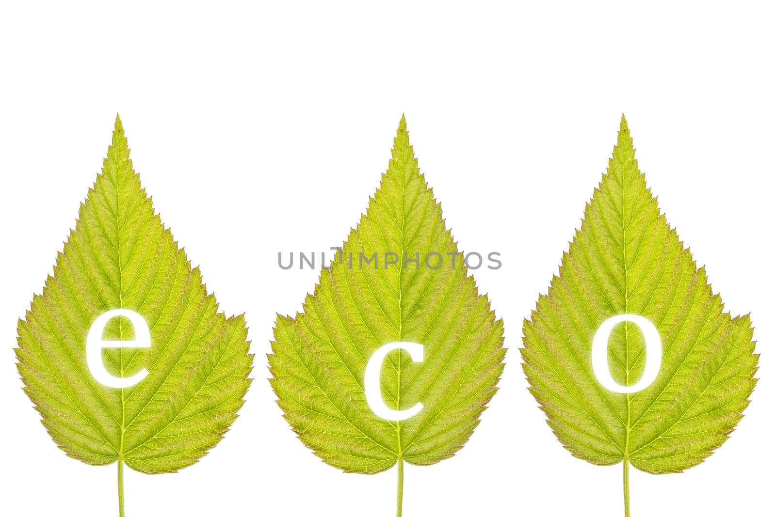 spelling "eco"" on green leaves, isolated over a white background"