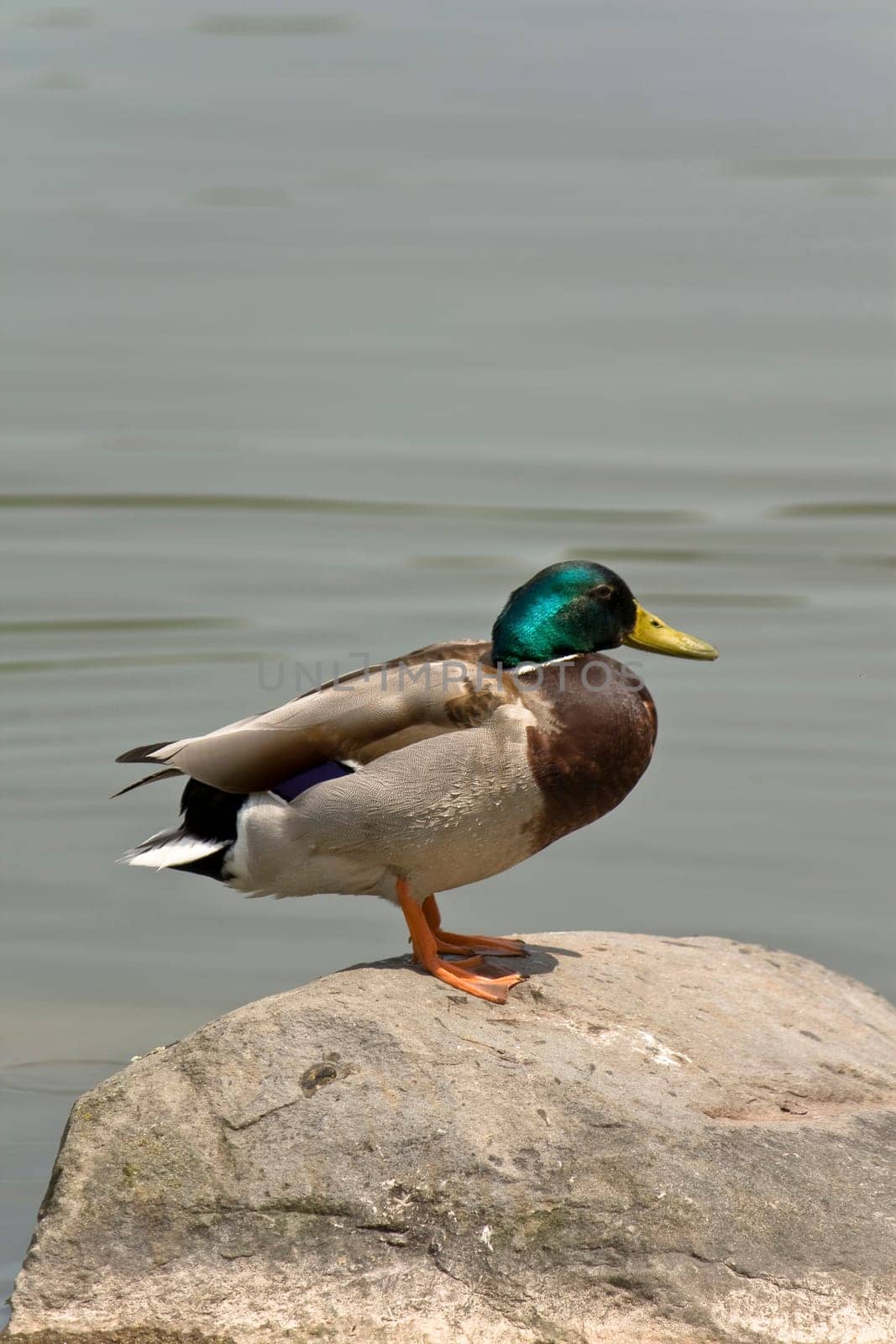 Duck on stone by the water