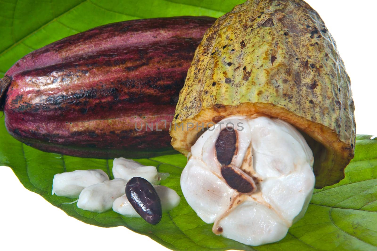 fruit of the cocoa tree on white background
